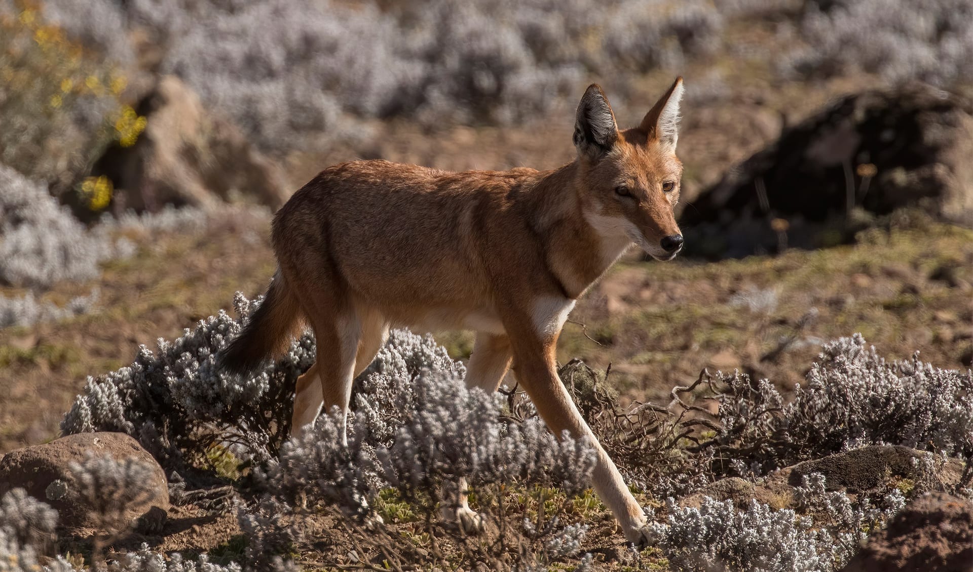 Ethiopian wolf facts, distribution &amp; population | BioDB
